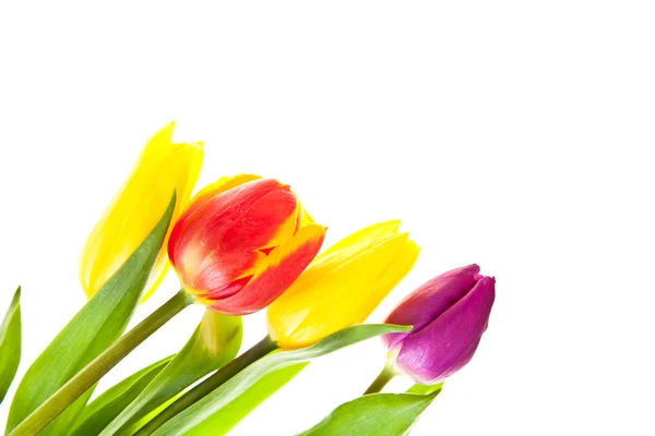 Lale çiçek üzerinde beyaz izole — Stok fotoğraf