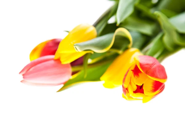Квіти тюльпанів ізольовані на білому — стокове фото