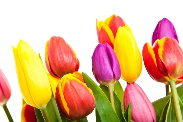 Flores de tulipán aisladas en blanco —  Fotos de Stock