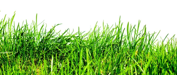 Yalıtılmış yeşil çimen — Stok fotoğraf