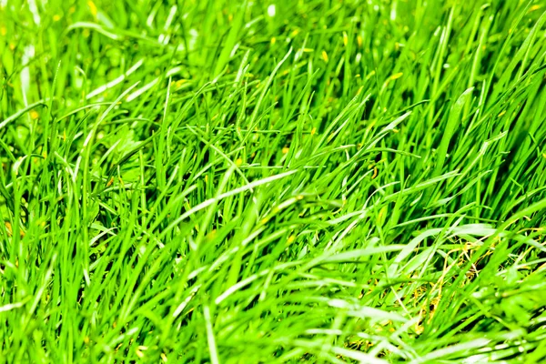 Isolerade grönt gräs — Stockfoto