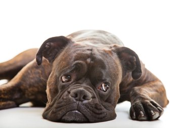 Boxer Köpek Studio