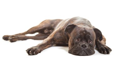 Boxer dog in studio clipart