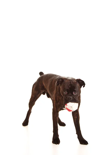 Bokser pies w studio — Zdjęcie stockowe