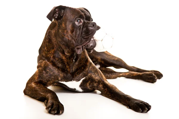 Boxer cão no estúdio — Fotografia de Stock