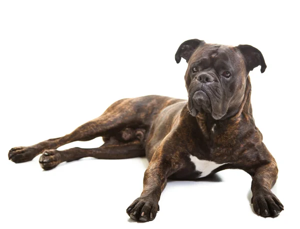 Boxer hund i studio — Stockfoto