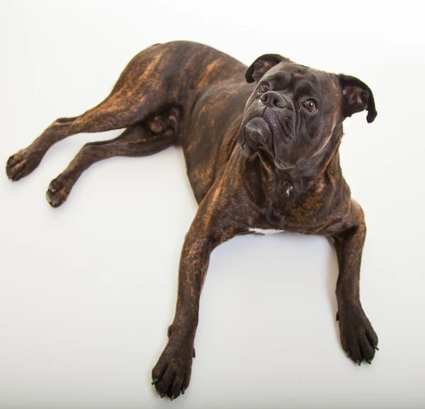 スタジオのボクサー犬 — ストック写真