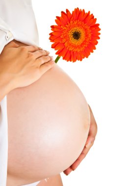 beyaz izole gerbera çiçek tutan hamile kadın