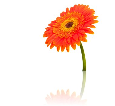 beyaz izole gerbera çiçek