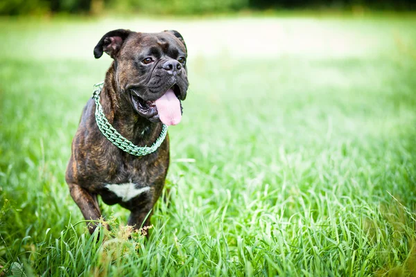 Brindle boxer cão de pé na grama — Fotografia de Stock