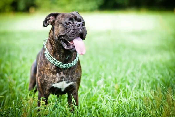 Бриндл-боксерская собака стоит в траве — стоковое фото