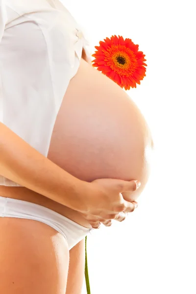 Terhes nő, gazdaság, elszigetelt fehér gerbera virág — Stock Fotó