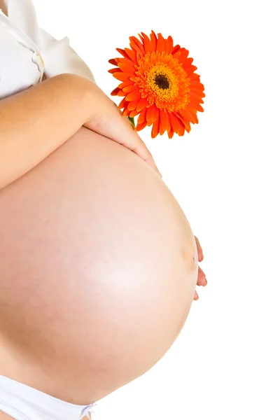 Беременная женщина держит гербера цветок изолирован на белом — стоковое фото