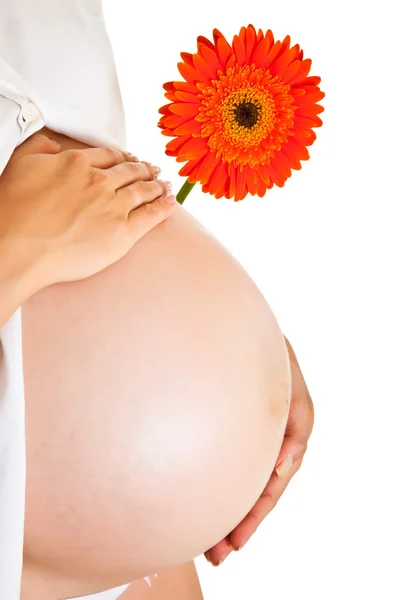 ガーベラの花白で隔離されるを保持している妊娠中の女性 — ストック写真