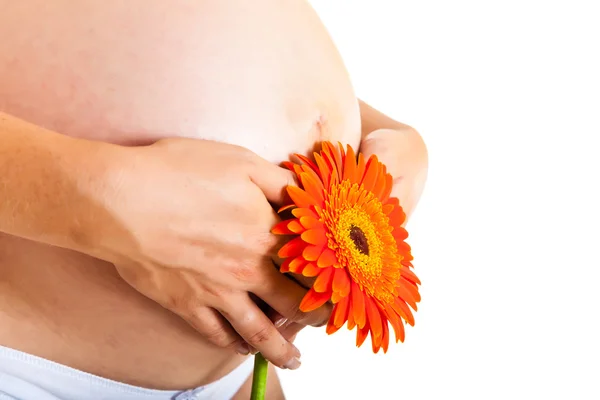Beyaz izole gerbera çiçek tutan hamile kadın — Stok fotoğraf