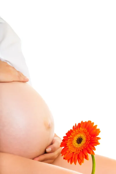 Terhes nő, gazdaság, elszigetelt fehér gerbera virág — Stock Fotó