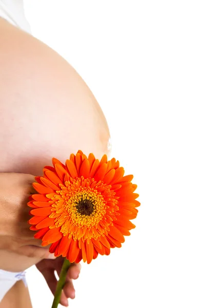 stock image Pregnant woman holding gerbera flower isolated on white