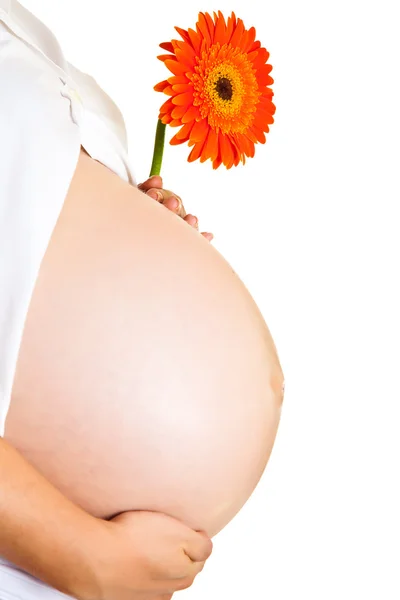 Femme enceinte tenant gerbera fleur isolée sur blanc — Photo