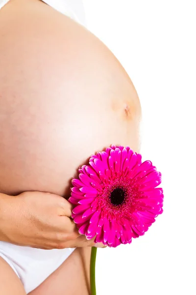 Gravid kvinne som holder gerbera-blomst isolert på hvit – stockfoto