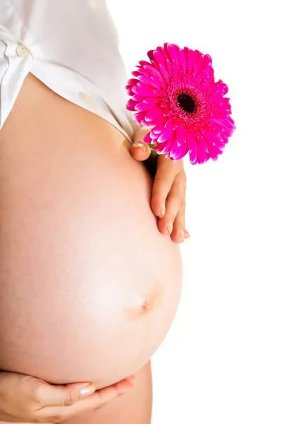 Mulher grávida segurando flor de gerbera isolada em branco — Fotografia de Stock