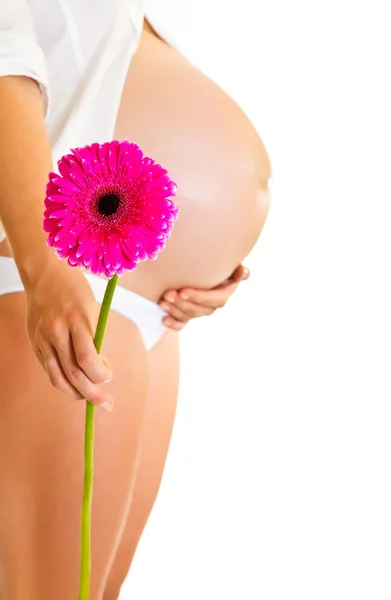 Mujer embarazada sosteniendo flor de gerberas aislada en blanco —  Fotos de Stock