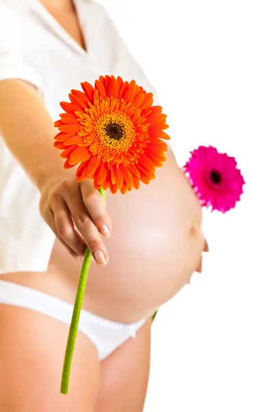 흰색 절연 gerbera 꽃을 들고 임신한 여자 — 스톡 사진