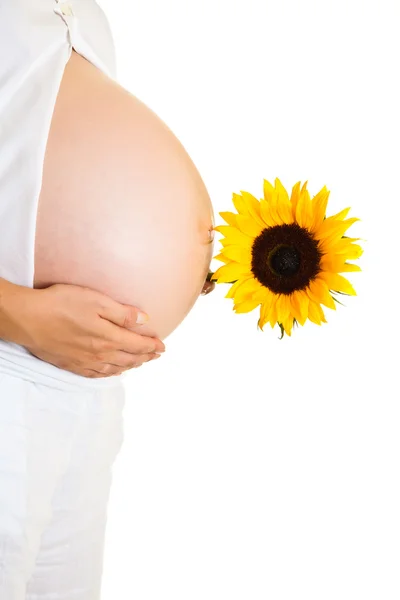 Pregnant woman holding sunflower isolated on white — Stock Photo, Image