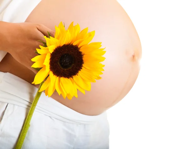 Беременная женщина держит подсолнух изолированным на белом — стоковое фото