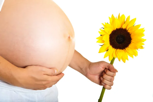 Schwangere hält Sonnenblume isoliert auf weißem Grund — Stockfoto
