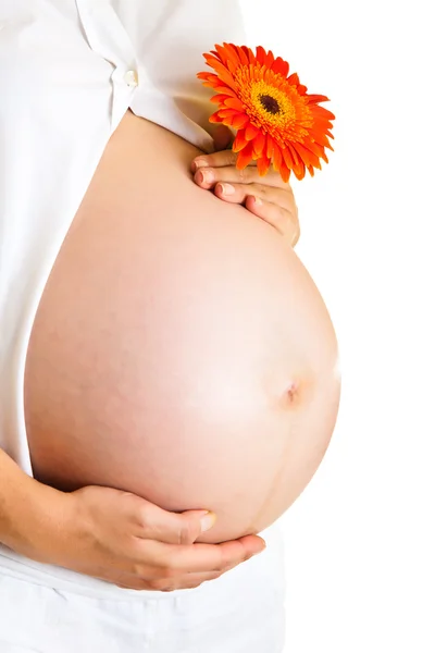 Femme enceinte tenant gerbera fleur isolée sur blanc — Photo