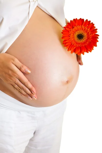 흰색 절연 gerbera 꽃을 들고 임신한 여자 — 스톡 사진