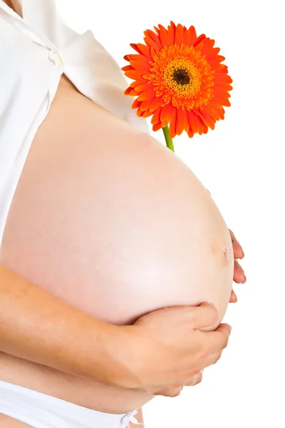 Беременная женщина держит гербера цветок изолирован на белом — стоковое фото