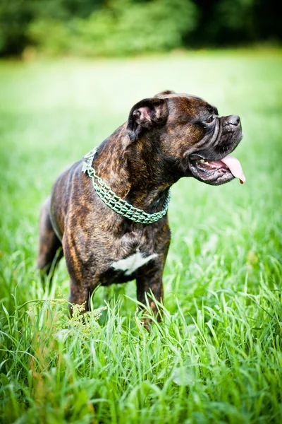 Brindle boxer dog standing in grass Royalty Free Stock Images