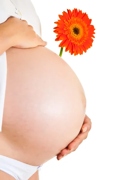 Mujer embarazada sosteniendo flor de gerberas aislada en blanco Imagen de stock
