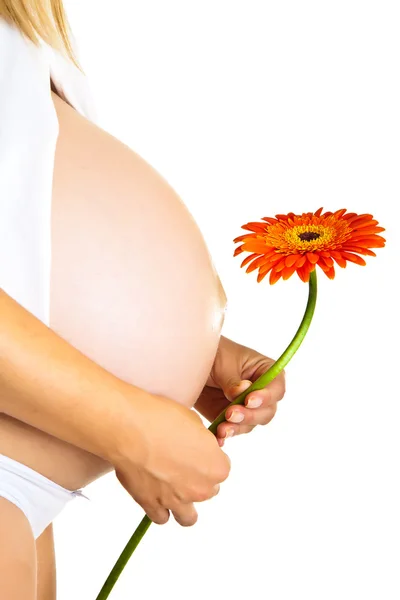 Mujer embarazada sosteniendo flor de gerberas aislada en blanco Imagen de archivo