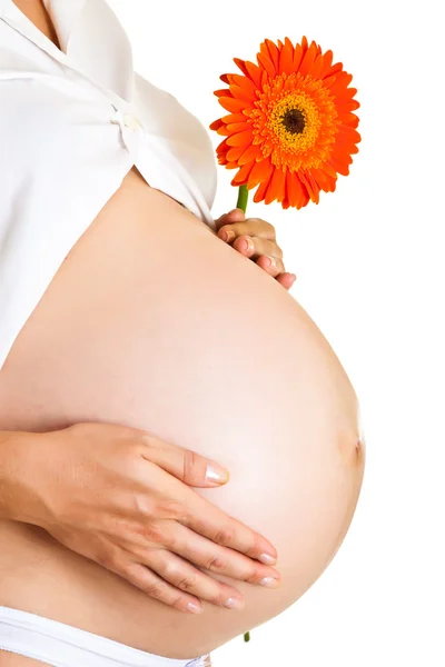 Mujer embarazada sosteniendo flor de gerberas aislada en blanco Fotos de stock