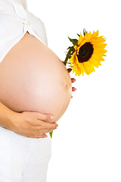 Schwangere hält Sonnenblume isoliert auf weißem Grund Stockbild