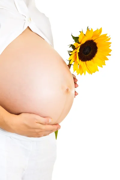 Pregnant woman holding sunflower isolated on white Royalty Free Stock Images