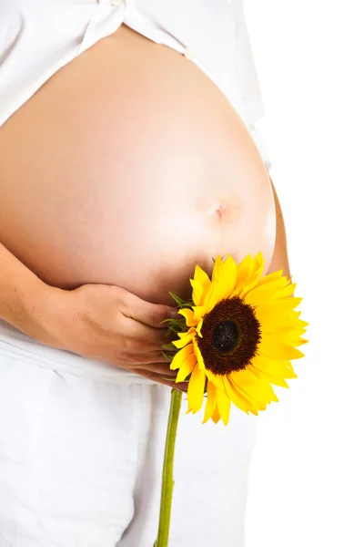 Zwangere vrouw met zonnebloem op witte geïsoleerd Stockfoto