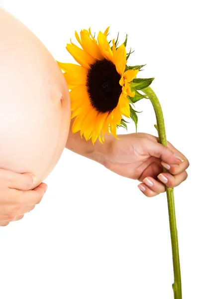 Pregnant woman holding sunflower isolated on white Stock Photo