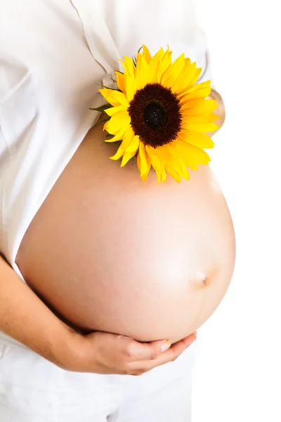Pregnant woman holding sunflower isolated on white Royalty Free Stock Photos
