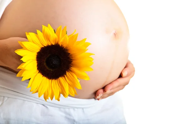 Pregnant woman holding sunflower isolated on white Royalty Free Stock Photos