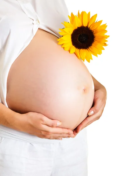 Pregnant woman holding sunflower isolated on white Stock Picture