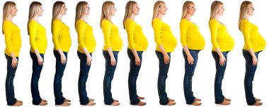 Stages of pregnancy clipart