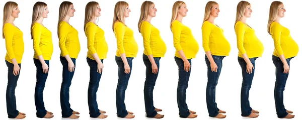 Stages of pregnancy — Stock Photo, Image
