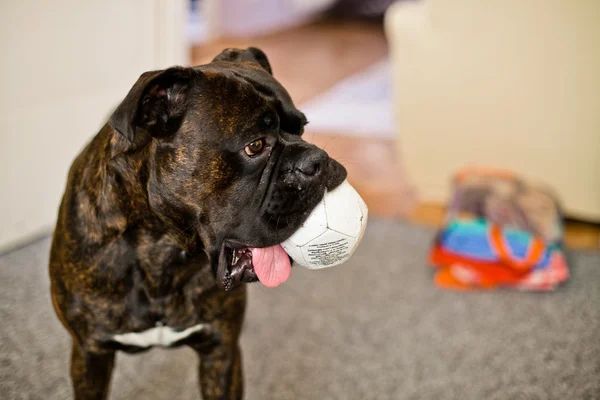 Boxeador perro con una bola en el interior —  Fotos de Stock