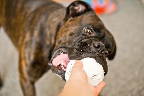 Boxeador perro con una bola en el interior —  Fotos de Stock