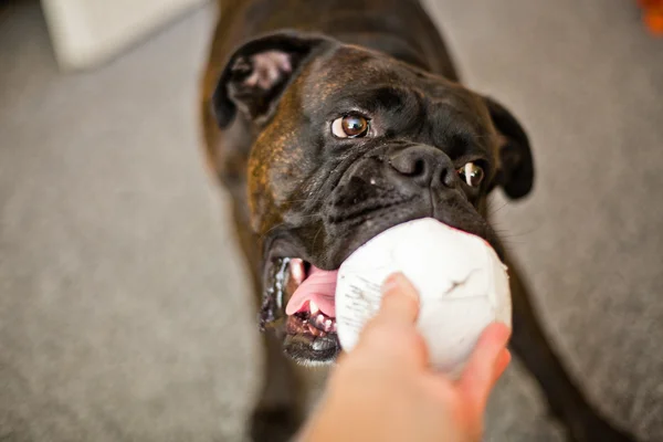 Boxer cão com uma bola dentro de casa — Fotografia de Stock