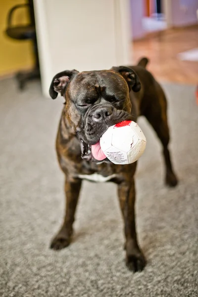 Boxer Köpek kapalı bir top — Stok fotoğraf