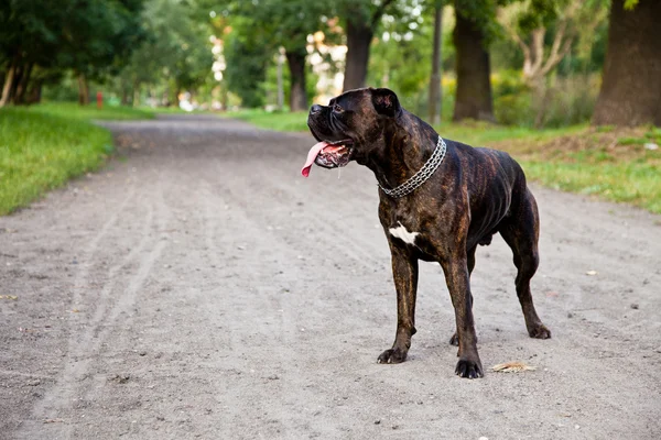 公園での未舗装の道路上のボクサー犬 — ストック写真